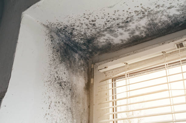 Affordable Mold Cleanup solutions in Edgewater, MD